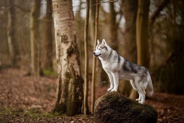 Husky-Beitrag-Bild