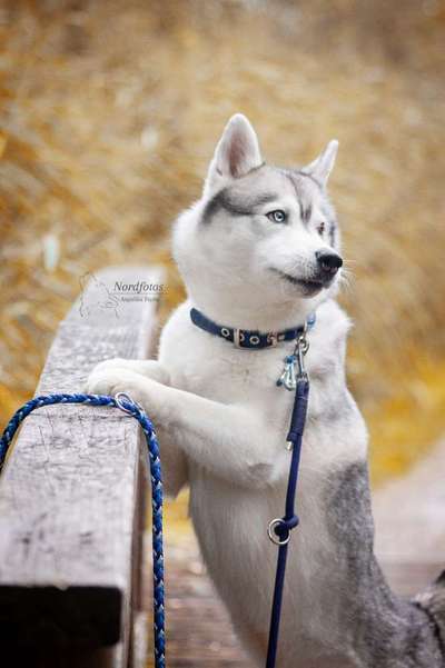 Dogorama Photo Challenge - an der Leine-Beitrag-Bild