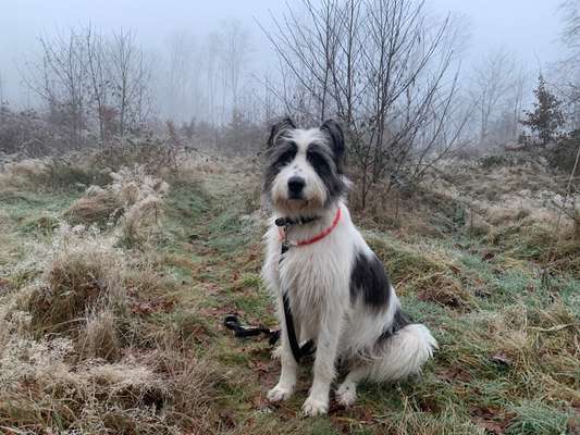 Gibts hier Mioritic Besitzer?-Beitrag-Bild