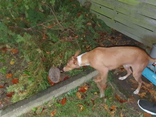 Fotochallenge No. 26                                     Wald und Wiese-Beitrag-Bild