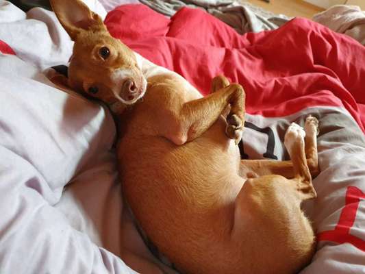 Podencomischling oder Podenco-Beitrag-Bild