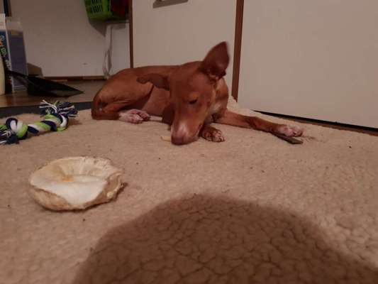 Welpen Bilder !-Beitrag-Bild