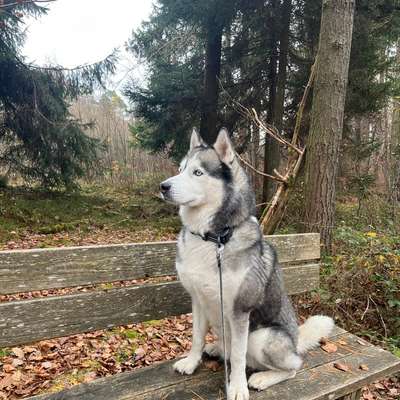 Hundetreffen-Spielfreunde & Spazieren-Bild