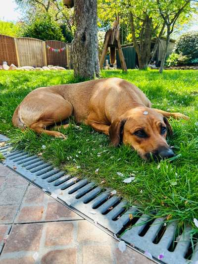 Hundetreffen-Gemeinsame Spaziergänge-Bild