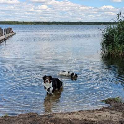 Hundetreffen-Canicross/-walk Halle-Bild