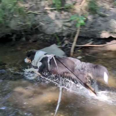 Hundetreffen-Canicross/-walk Dieskauer Park-Bild