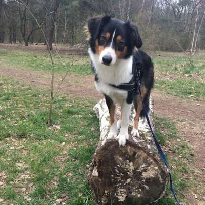 Hundetreffen-Canicross/-walk Dölauer Heide-Bild