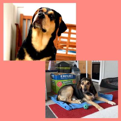 Labradorfans-Beitrag-Bild