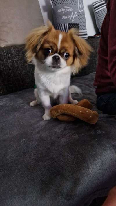 Pekinese/Pekingese-Beitrag-Bild