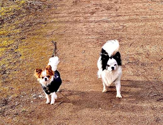 Dogorama Photo Challenge - Die besten Hundebuddys-Beitrag-Bild