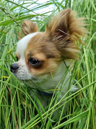 5. Hund im hohen Gras-Beitrag-Bild