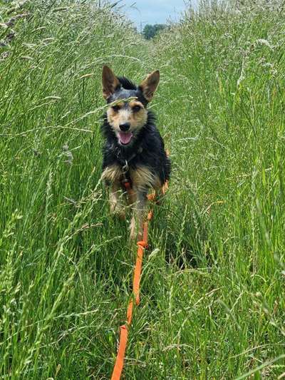 5. Hund im hohen Gras-Beitrag-Bild