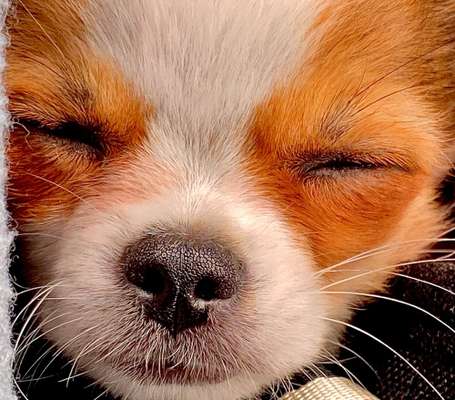 Zeigt mir die tollste Nahaufnahme von eurer Fellnase-Beitrag-Bild