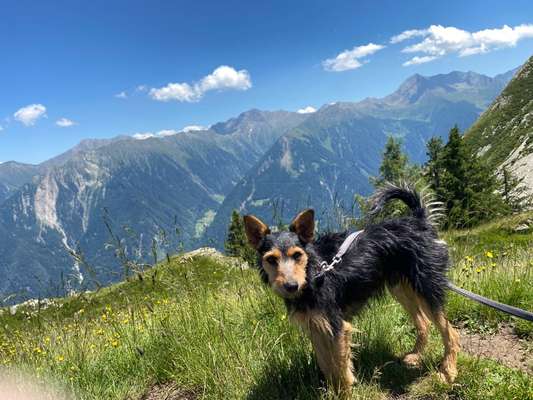 Dogorama Photo Challenge - schönster Gassiausblick-Beitrag-Bild