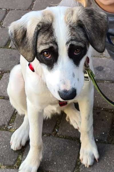 CHALLENGE NR. 19 - Der Hundeblick-Beitrag-Bild