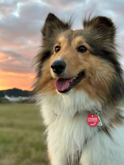 Hundetreffen-Gassirunde & Austausch-Bild