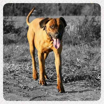 Rhodesian Ridgeback-Beitrag-Bild