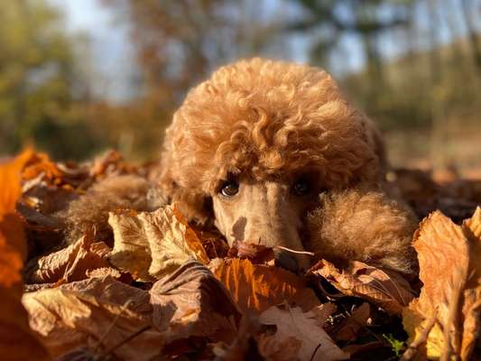 Die Dogorama Kalender Challenge Titelbild-Beitrag-Bild