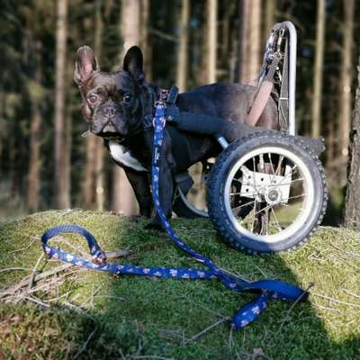 Hundetreffen-Spazierengehen-Bild