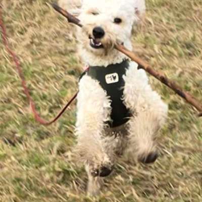 Hundetreffen-Treffen mit kleinen Junghunden-Bild