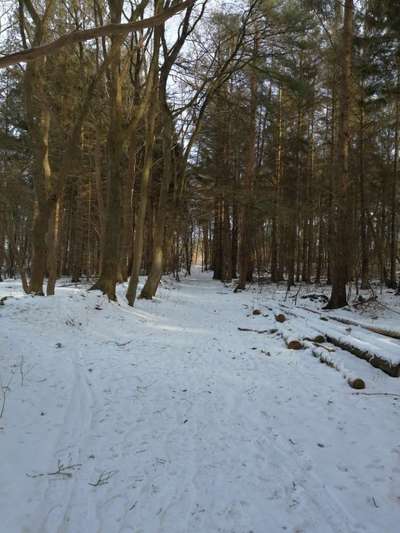 Hundeauslaufgebiet-Rüsterbarg-Bild