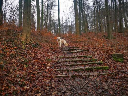 Golden Retriever-Beitrag-Bild