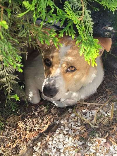 Die Dogorama Kalender Challenge 4/4-Beitrag-Bild