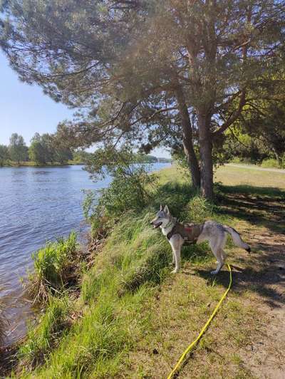 Hundetreffen-Gemeinsame Spaziergänge-Bild