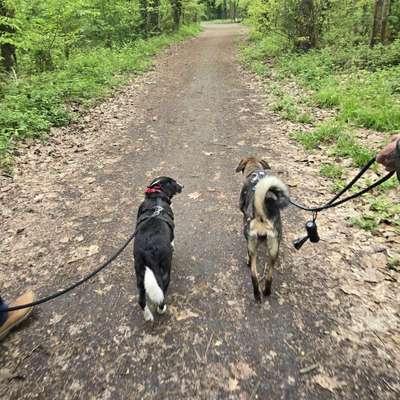 Hundetreffen-Social Walk/ Spielrunde-Bild