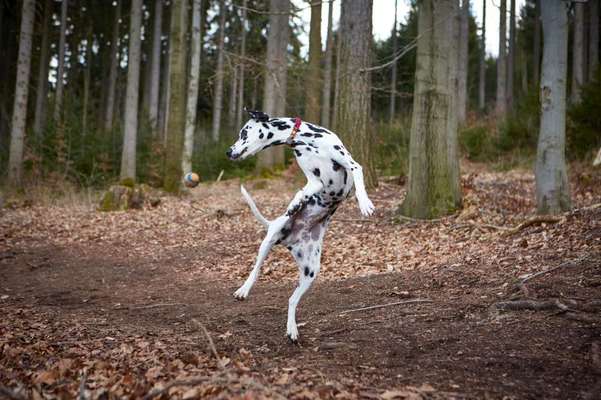 Dogorama Photo Challenge - Rund-Beitrag-Bild