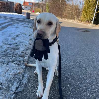 Hundetreffen-Schnuffel Body-Bild