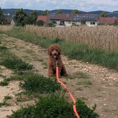 Hundetreffen-Welpengassi mit Spaß und Spiel 😊 in Esslingen Berkheim-Bild