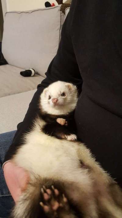 Unsere Fellnasen im Regenbogenland-Beitrag-Bild