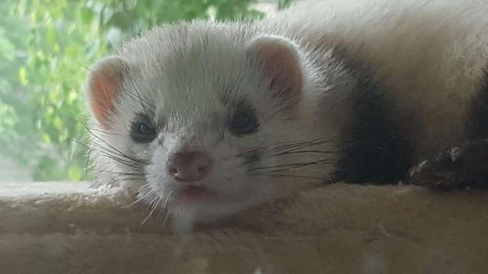 Unsere Fellnasen im Regenbogenland-Beitrag-Bild