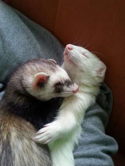 Unsere Fellnasen im Regenbogenland-Beitrag-Bild