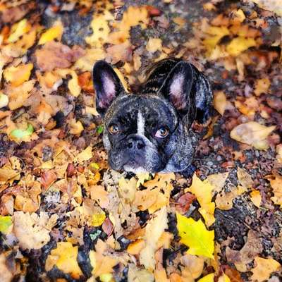 26. Farben Fotochallenge "Herbstfarben"-Beitrag-Bild