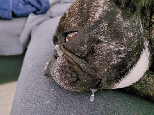 Welchen Hund hast du?-Beitrag-Bild