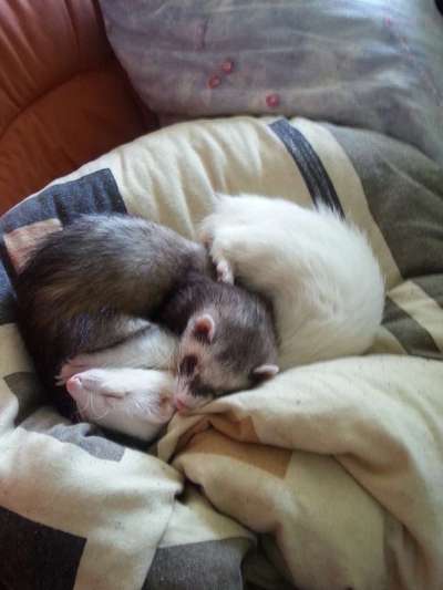 Unsere Fellnasen im Regenbogenland-Beitrag-Bild