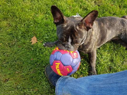 Eure Vierbeiner als Fußballfans-Beitrag-Bild