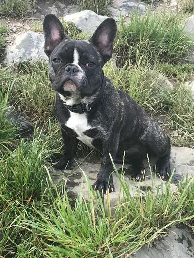 Zeichnungen eurer Hunde-Beitrag-Bild