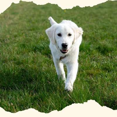Hundetreffen-Junghundekurs-Bild