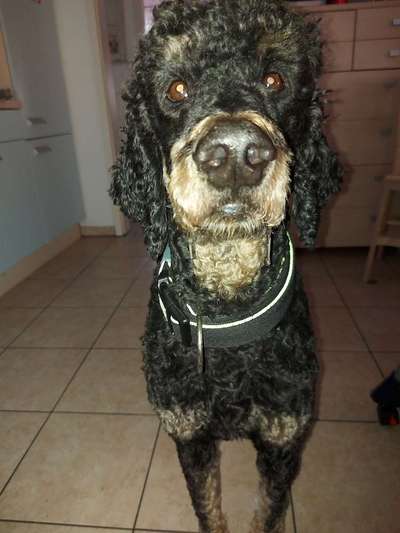 Alles rund um den Pudel-Beitrag-Bild