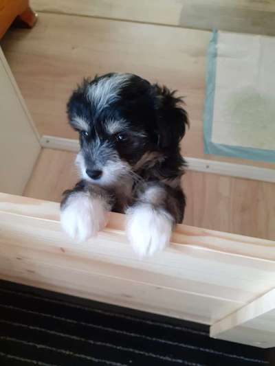 PBGV und Chinese Crested-Beitrag-Bild