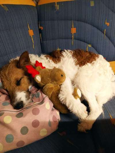 Der Lieblingsplüschi eures Vierbeiners-Beitrag-Bild