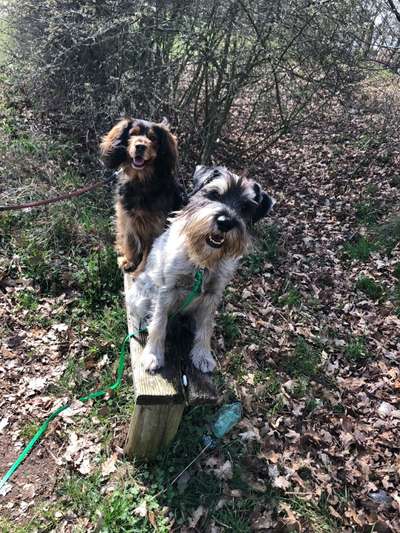 Bester Freund, Hundekumpel - zeigt her!-Beitrag-Bild