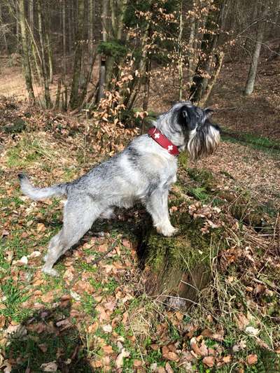 Seltene Rassen!-Beitrag-Bild