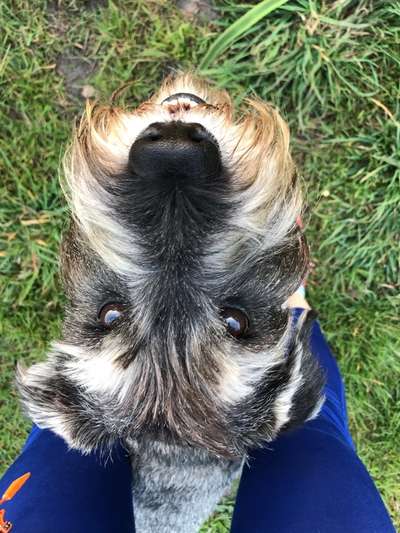 Liebhaber des Deutschen Pinscher gesucht.-Beitrag-Bild