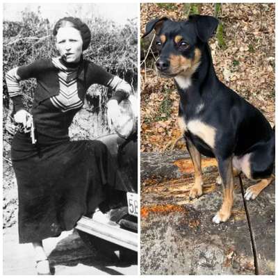 Wie heißt dein Hund?-Beitrag-Bild