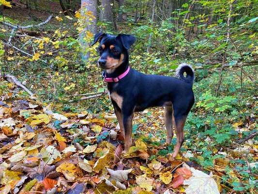 Wo sind die Zwergpinscher?-Beitrag-Bild