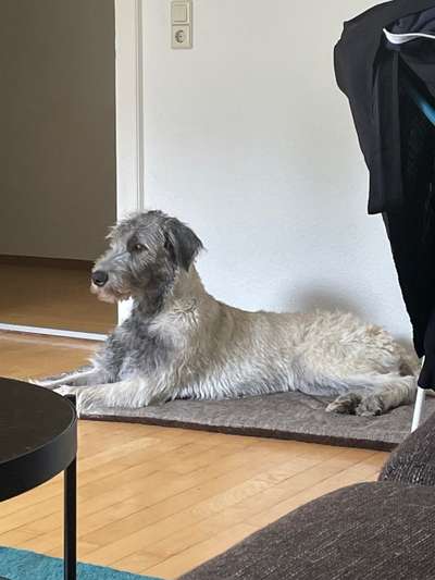 Irische Wolfshunde Hilfe-Tipps-Tricks-Beitrag-Bild